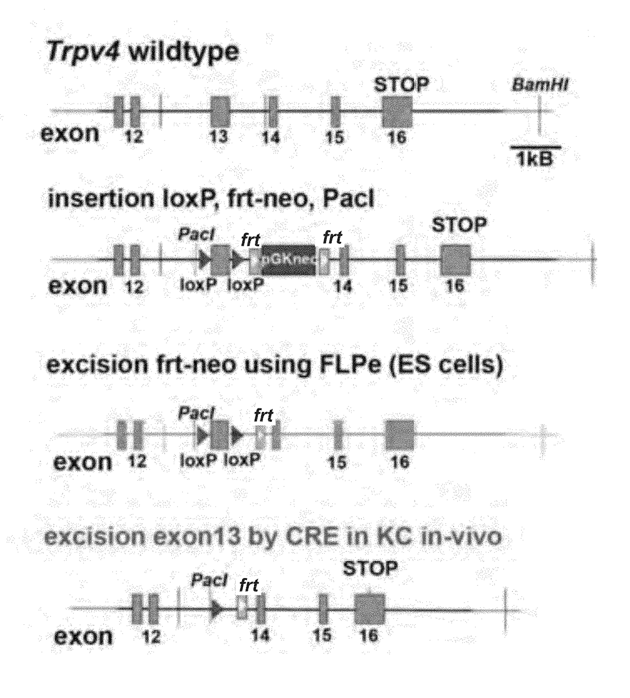 Trpa1 and trpv4 inhibitors and methods of using the same for organ-specific inflammation and itch