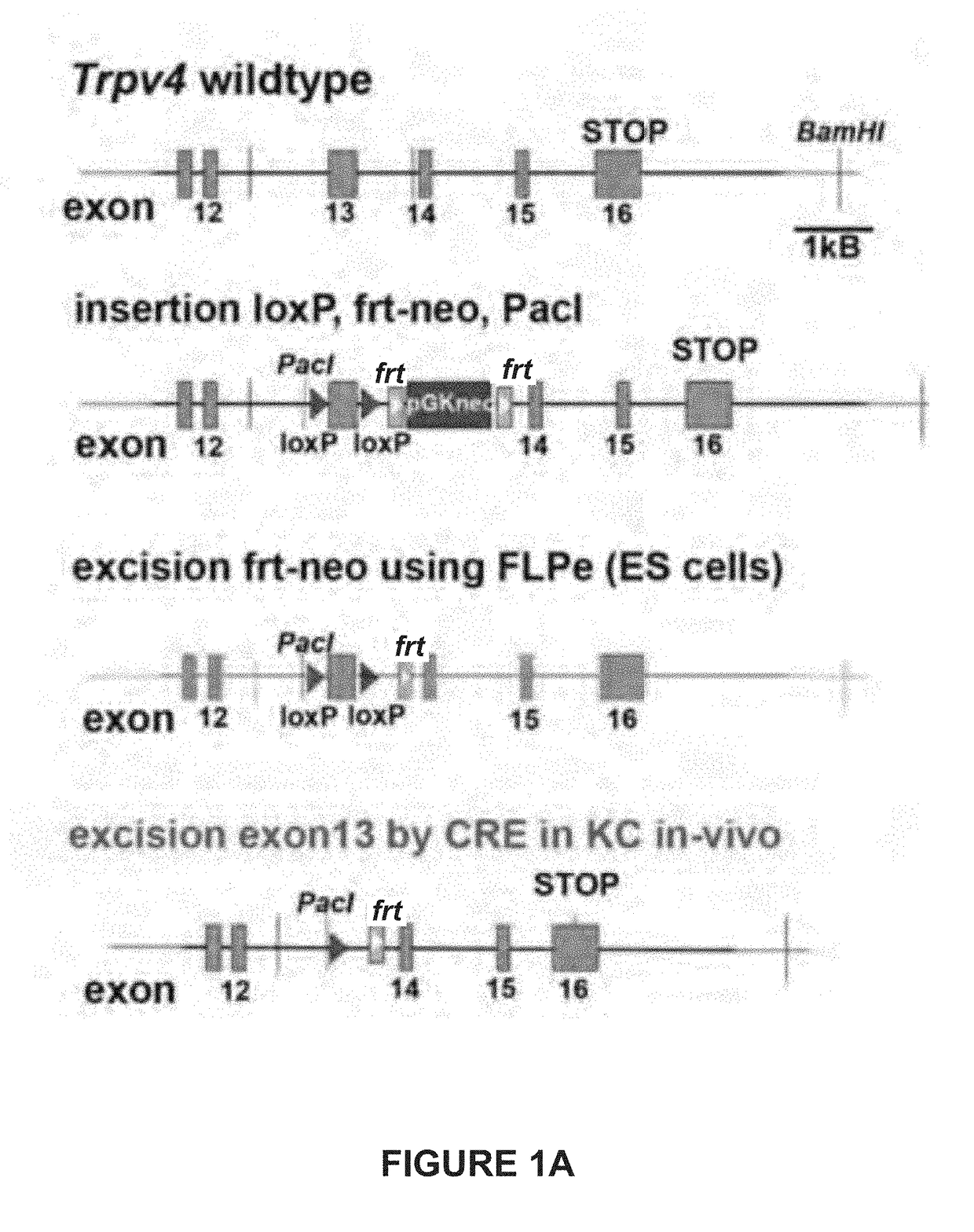 Trpa1 and trpv4 inhibitors and methods of using the same for organ-specific inflammation and itch