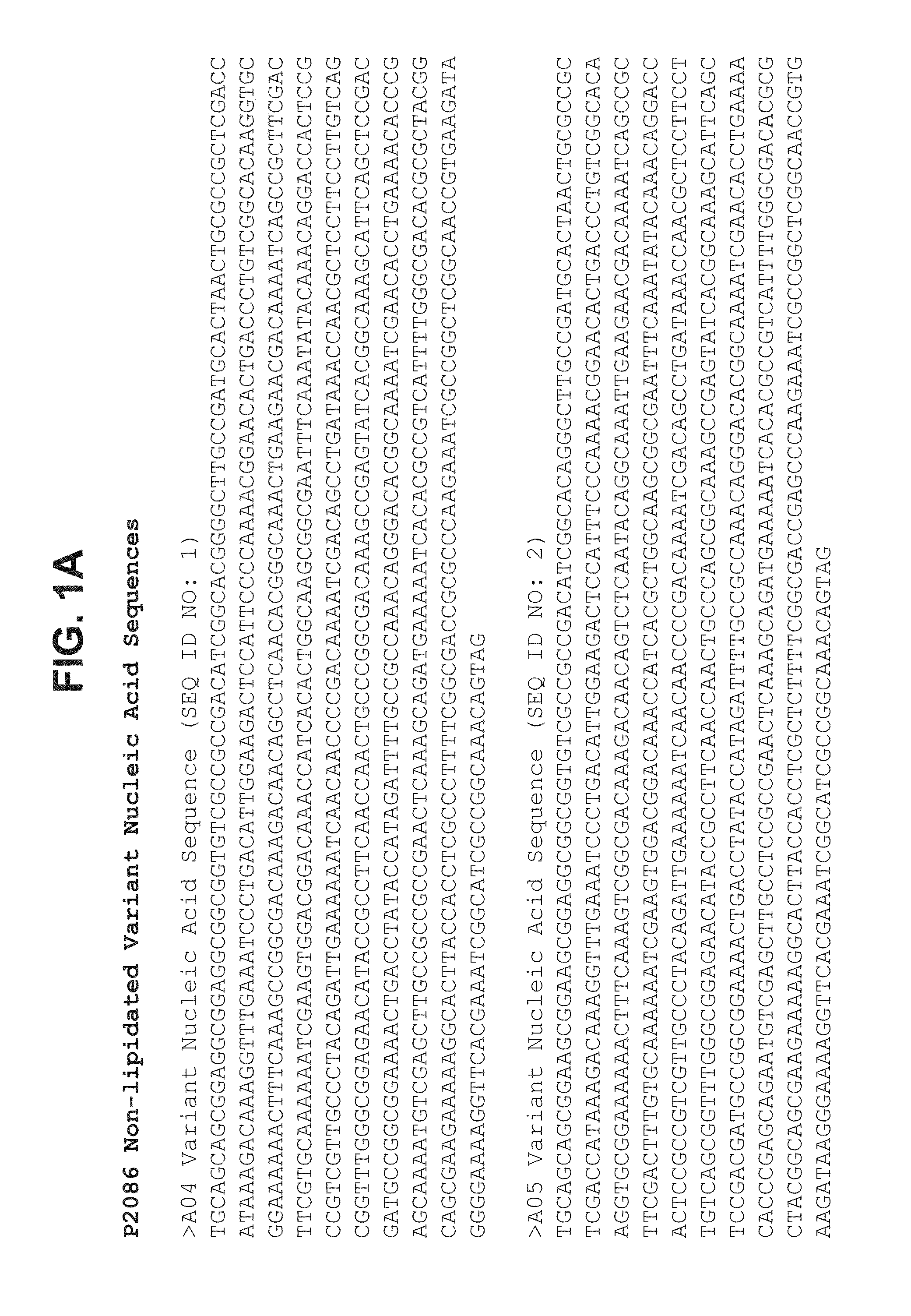 Neisseria meningitidis compositions and methods thereof