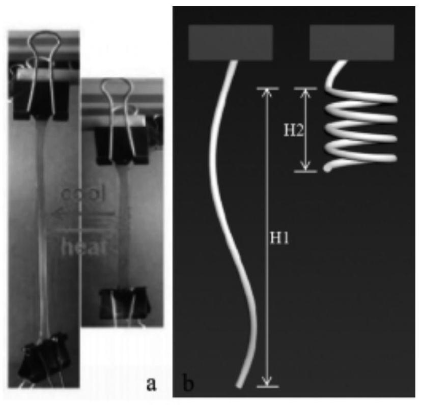 Liquid crystal elastomer fiber capable of being spirally bent and preparation method and application thereof