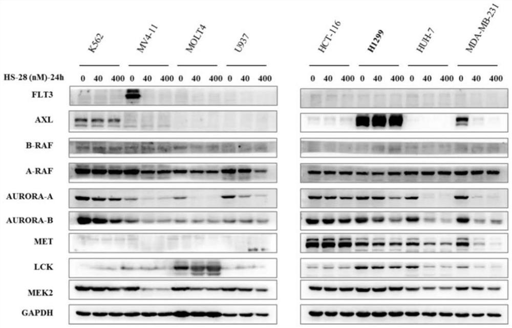 Protein kinase degradation agent and application thereof