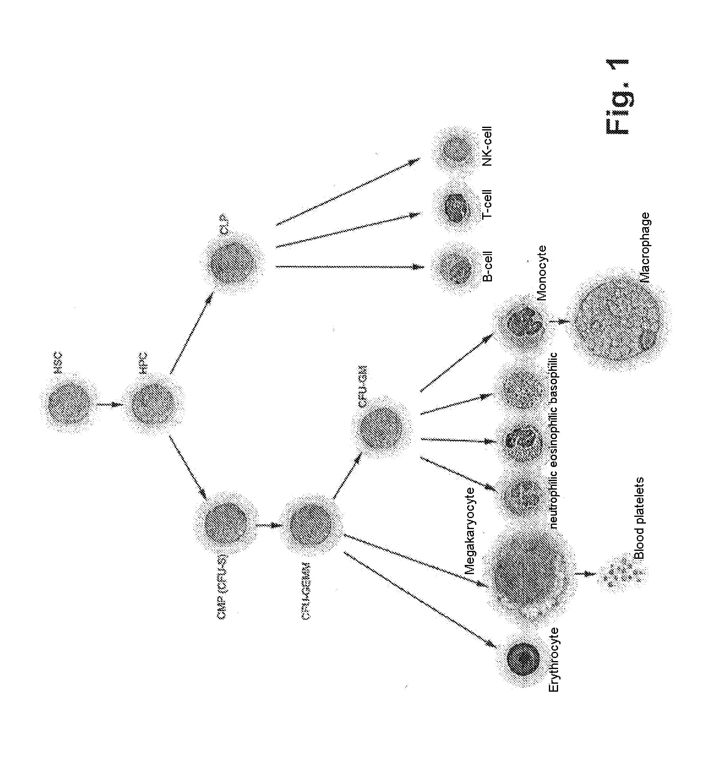 Method for diagnosing and/or predicting the development of neurodegenerative diseases