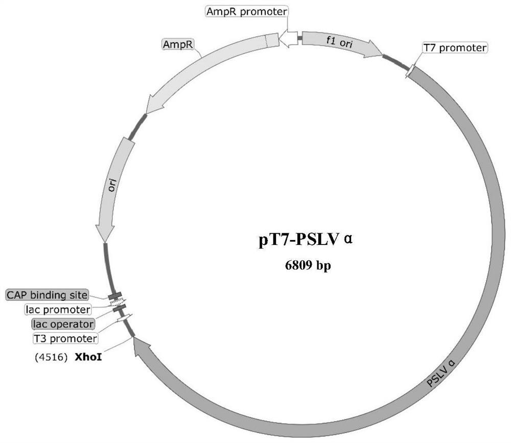 Application of bluegrass semi-cryptic virus as vigs vector