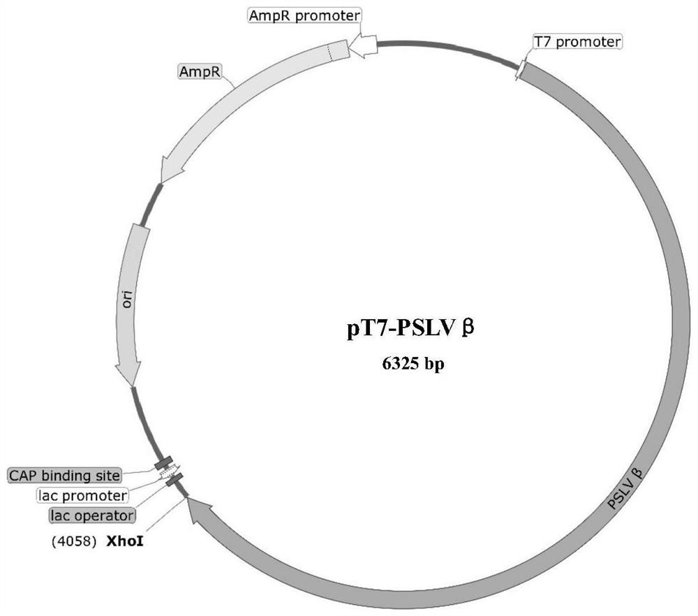 Application of bluegrass semi-cryptic virus as vigs vector