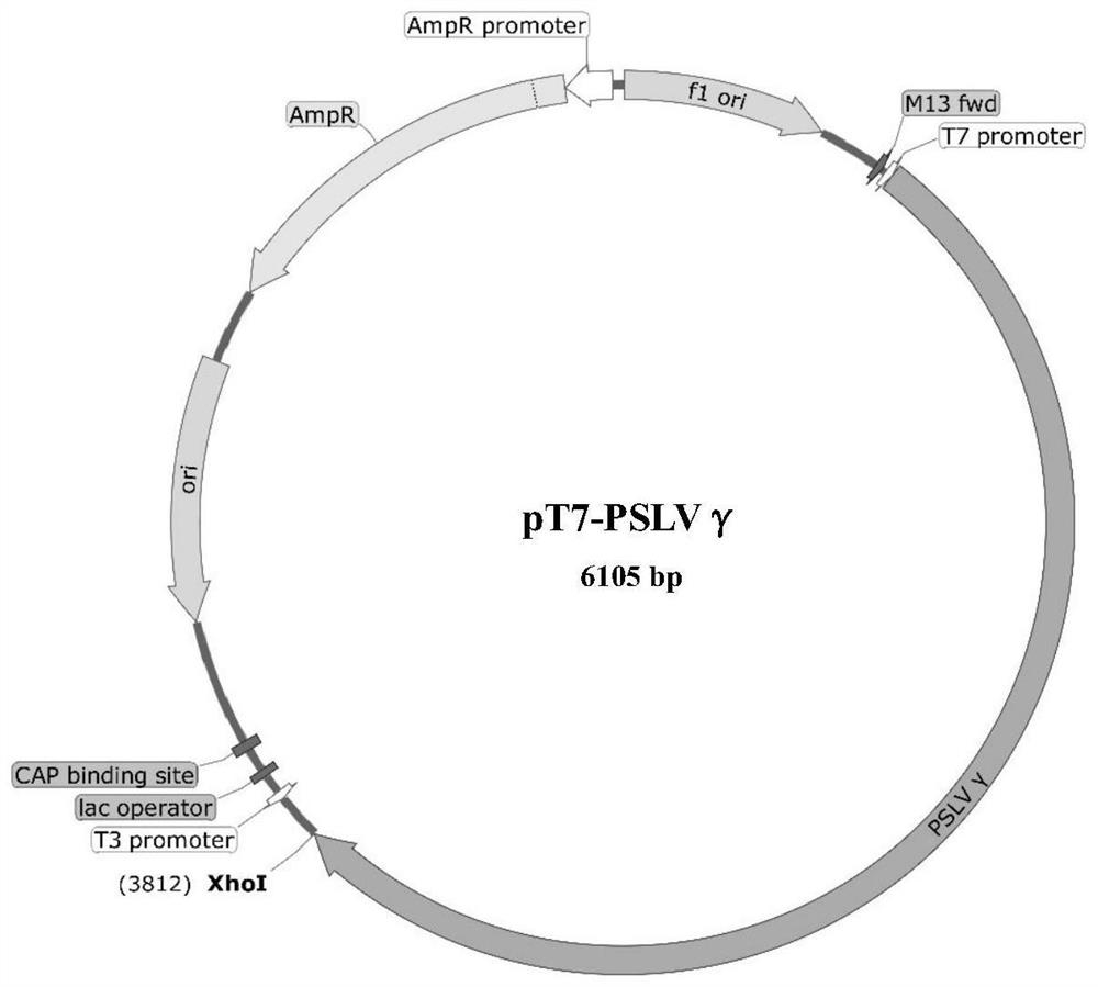 Application of bluegrass semi-cryptic virus as vigs vector