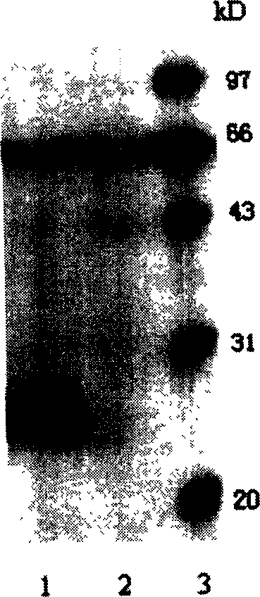 Process for preparing human apolipoprotein A-I