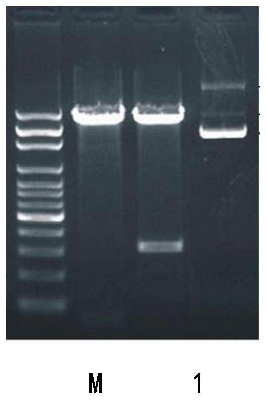 A dual-target tumor vaccine and its preparation method and application