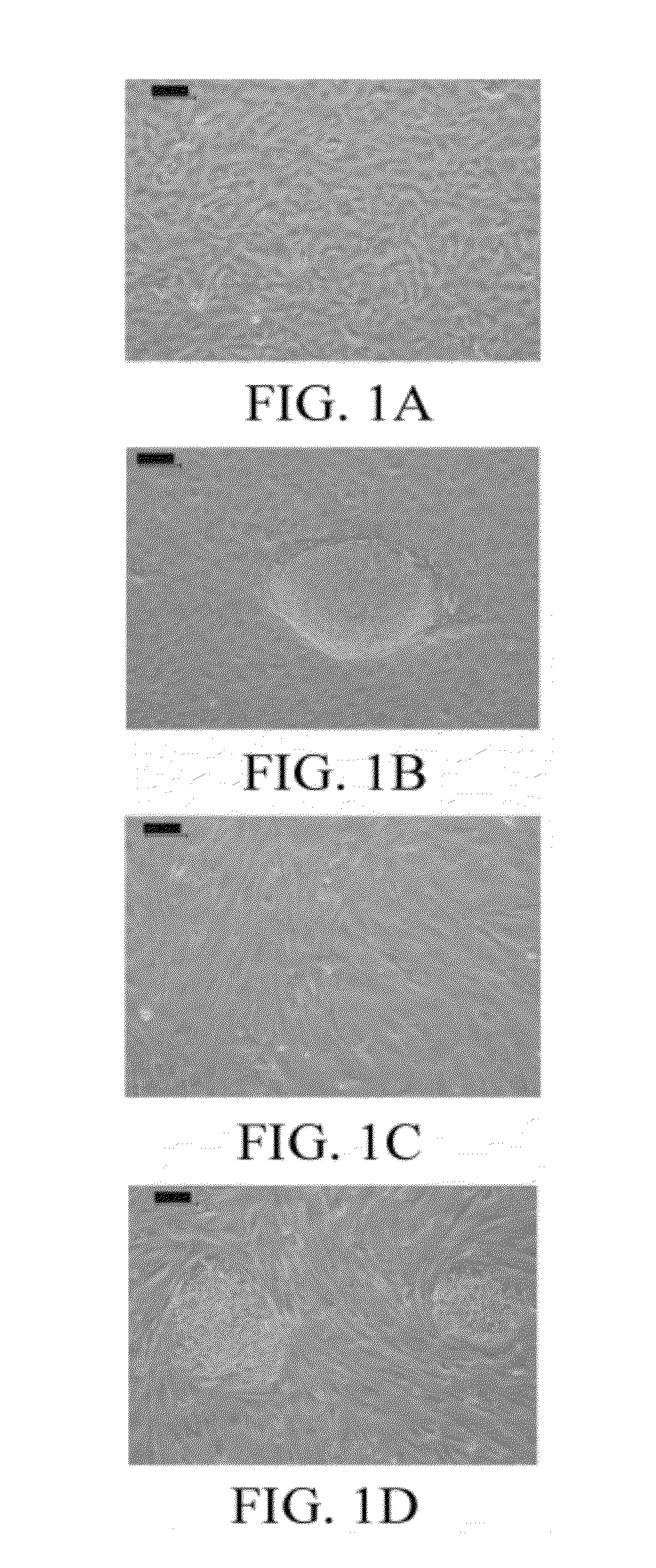 Method for culturing stem cells