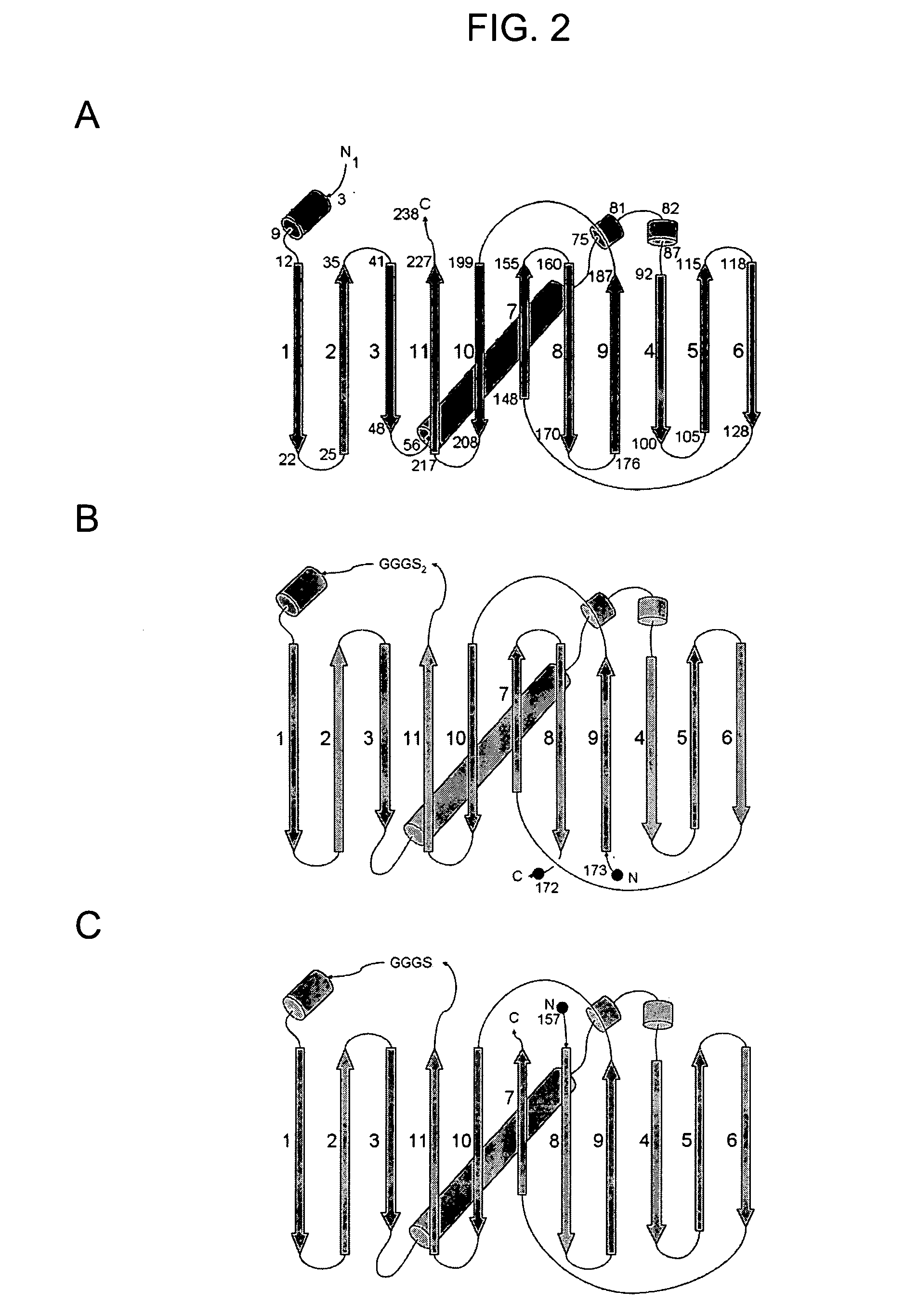 Circular permutant GFP insertion folding reporters