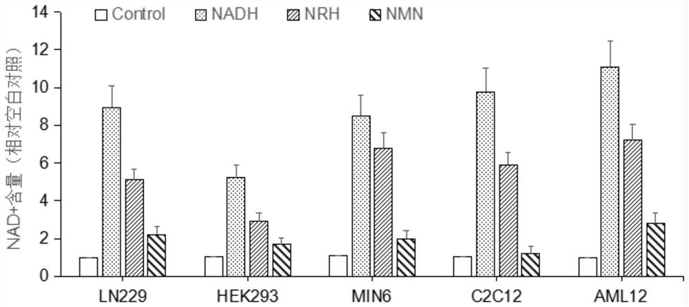 Application of NAD+ supplement in preparation of medicine for treating acute alcoholic liver injury