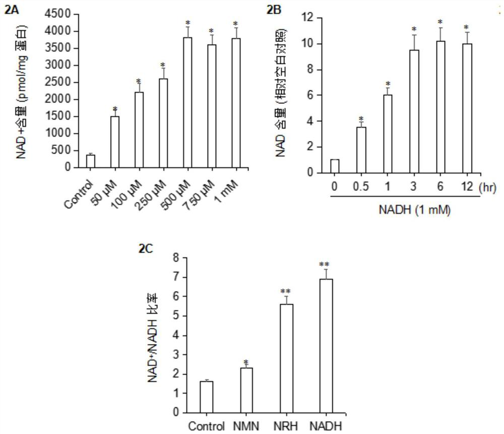 Application of NAD+ supplement in preparation of medicine for treating acute alcoholic liver injury