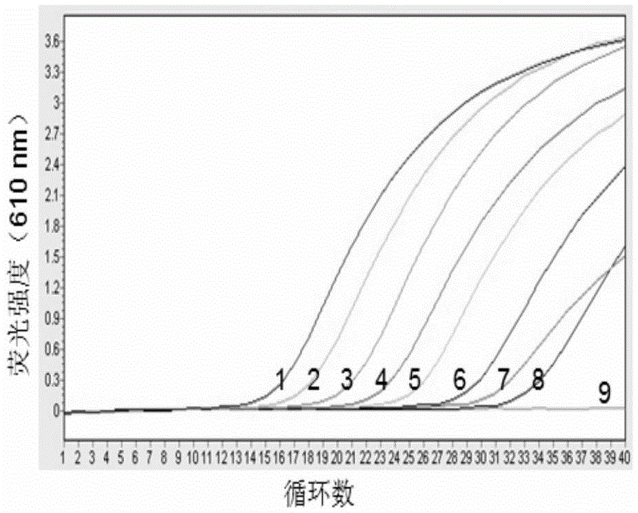 Duplex fluorescence quantitative rt-PCR detection kit for chicken mycoplasma synovium and avian reovirus and its primer set