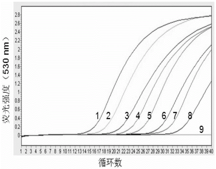 Duplex fluorescence quantitative rt-PCR detection kit for chicken mycoplasma synovium and avian reovirus and its primer set