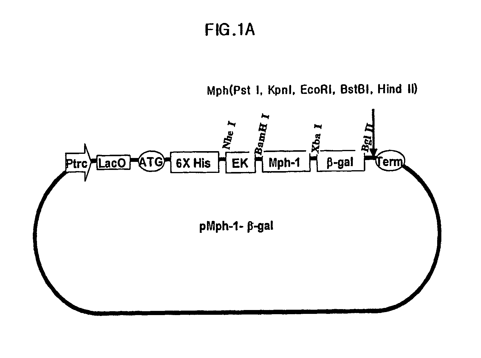 Biomolecule transduction motif Mph-1-BTM and the use thereof