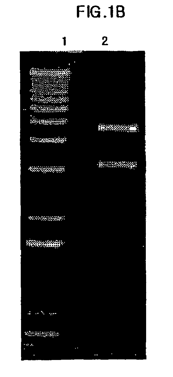 Biomolecule transduction motif Mph-1-BTM and the use thereof