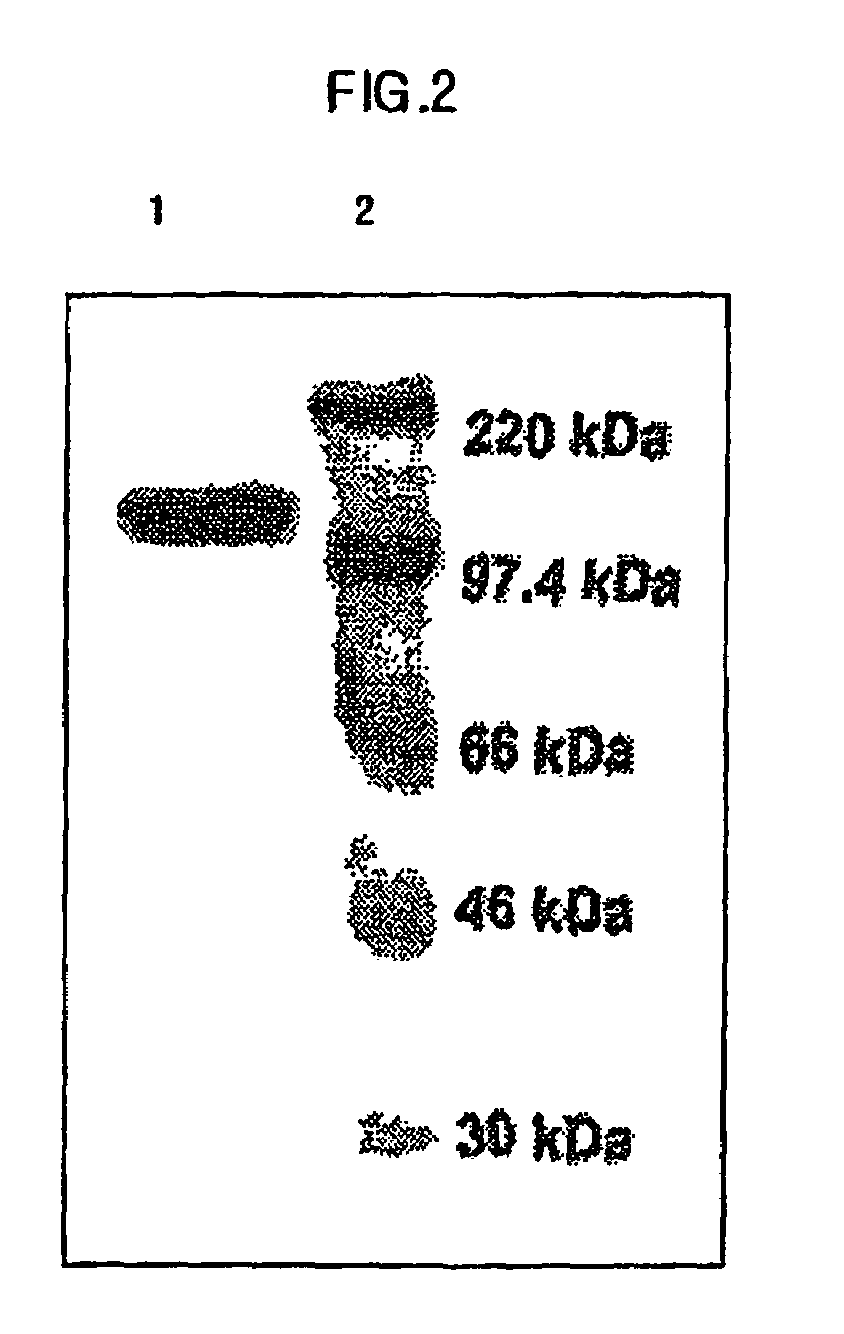 Biomolecule transduction motif Mph-1-BTM and the use thereof