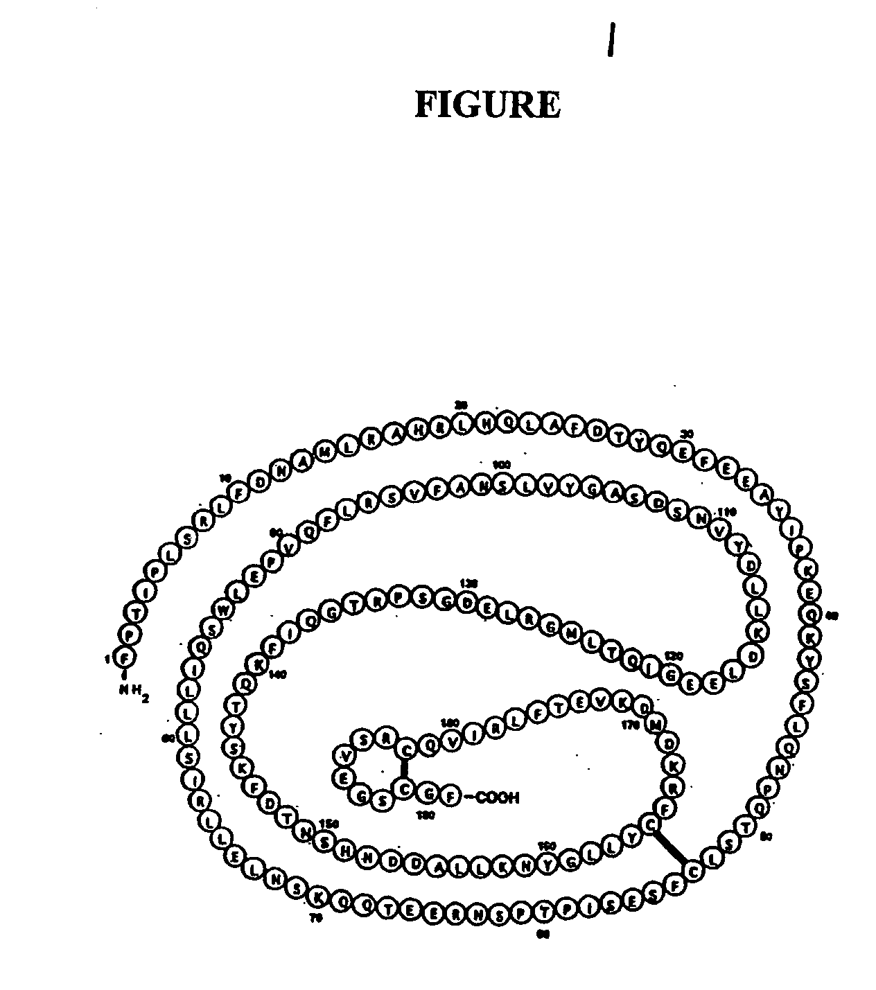 Human growth hormone conjugated with biocompatible polymer