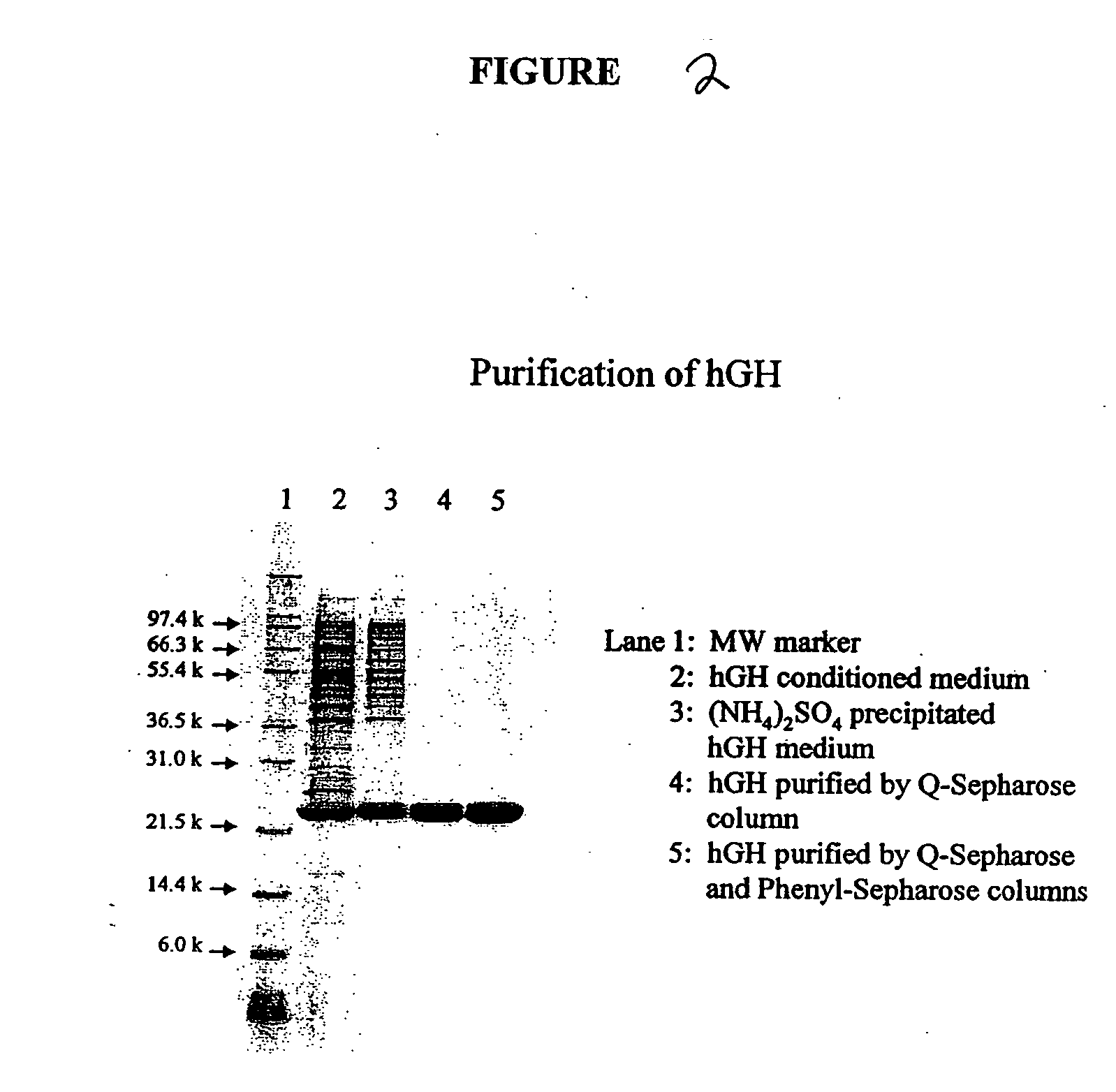 Human growth hormone conjugated with biocompatible polymer