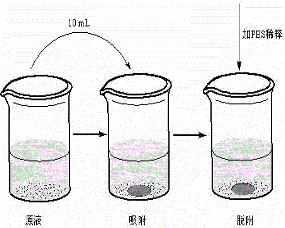 Method for preparing gold surface boric acid glucose-based sensitive hydrogel and application thereof