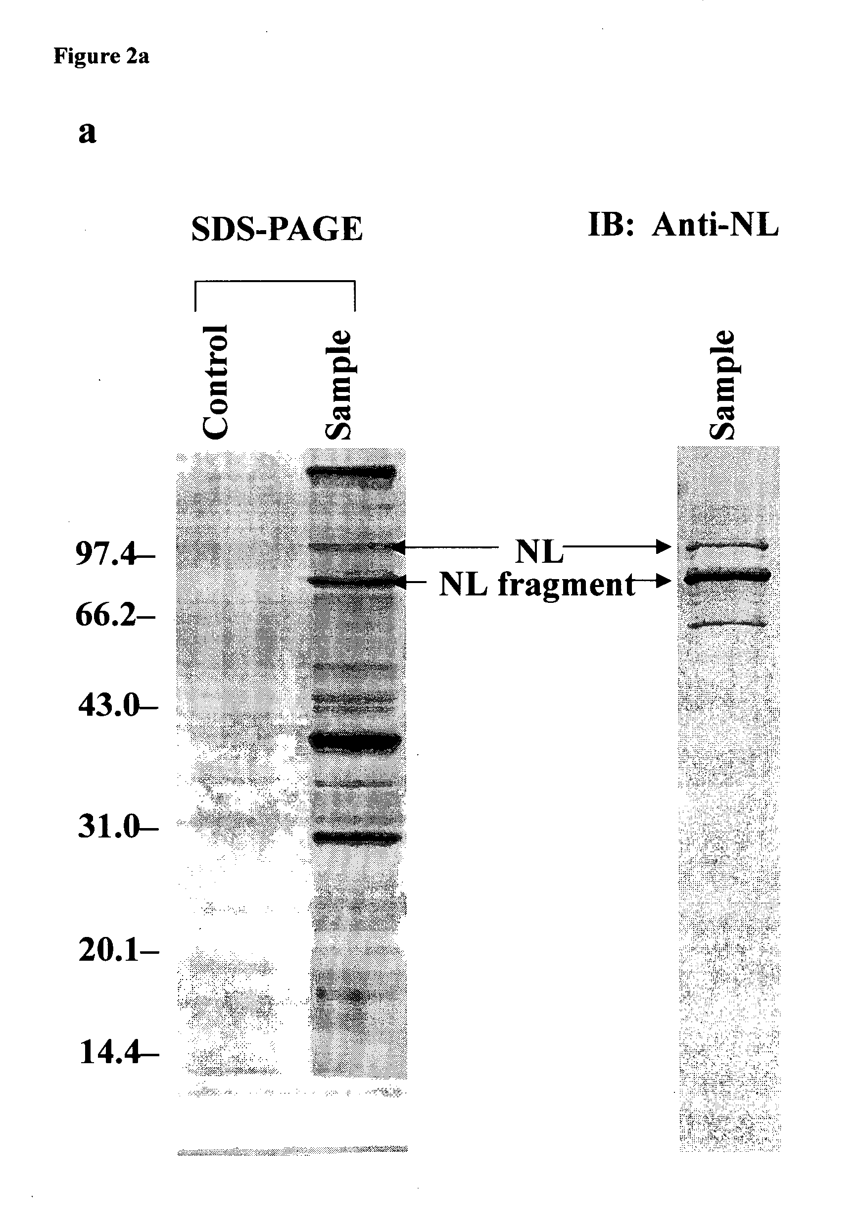 Nucleolin-mediated cancer diagnostics and therapy