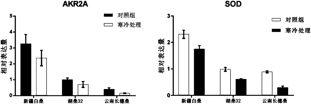 Method for detecting cold resistance of mulberry tree variety