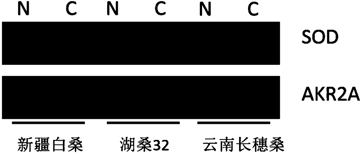 Method for detecting cold resistance of mulberry tree variety