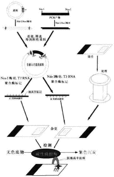 mRNA (Messenger Ribose Nucleic Acid) horizontal in-situ hybridization detection kit of PITX1 at early stage of canceration and detection method and application thereof