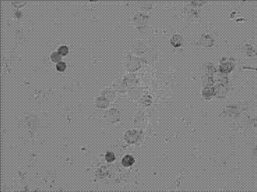 mRNA (Messenger Ribose Nucleic Acid) horizontal in-situ hybridization detection kit of PITX1 at early stage of canceration and detection method and application thereof