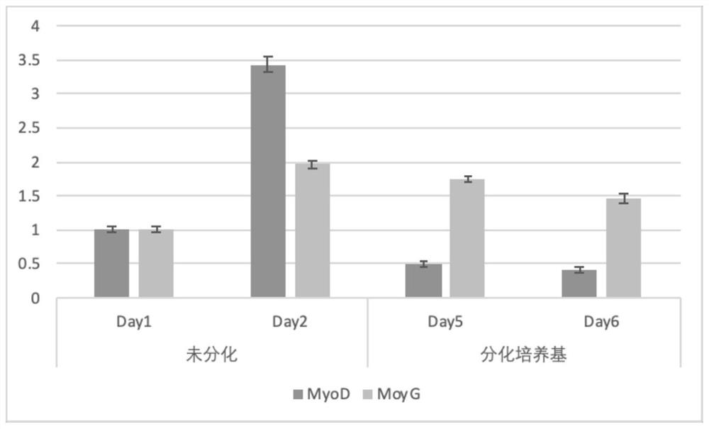 Primer group for real-time fluorescent quantitative PCR (Polymerase Chain Reaction) detection of porcine muscle regulatory factor and application of primer group