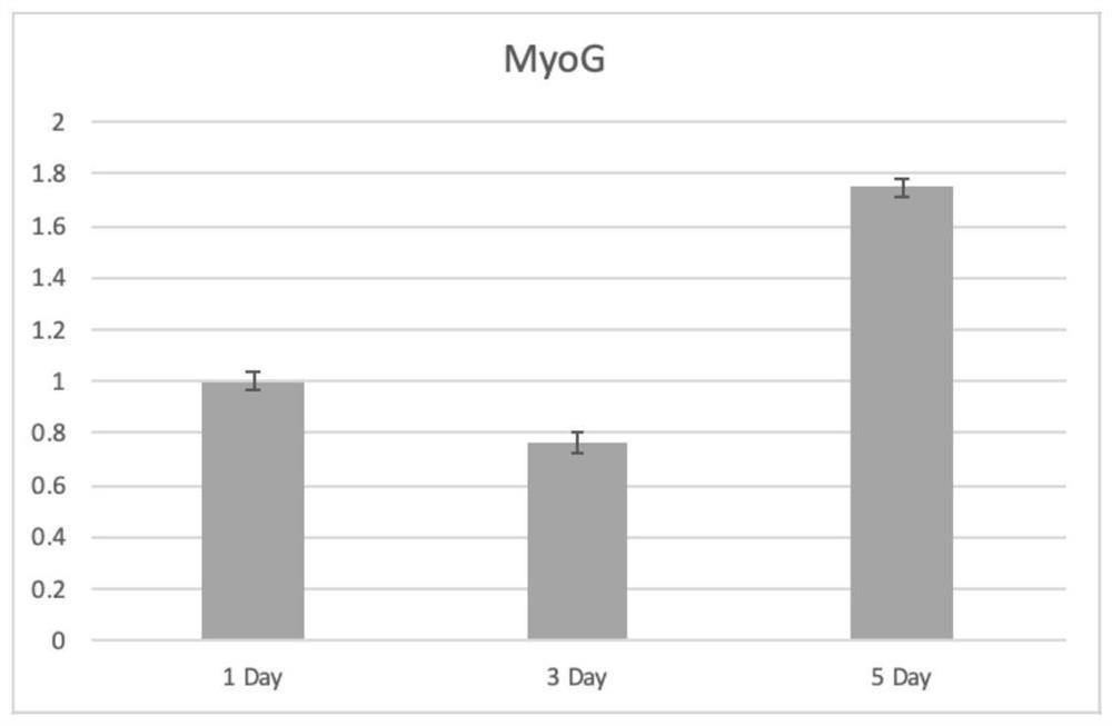 Primer group for real-time fluorescent quantitative PCR (Polymerase Chain Reaction) detection of porcine muscle regulatory factor and application of primer group