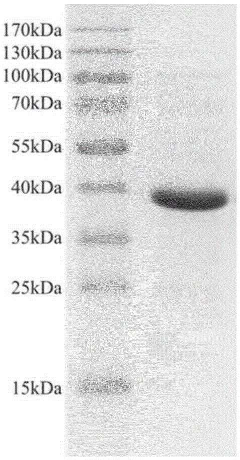 Novel deep-sea low-temperature salt-tolerant esterase and application