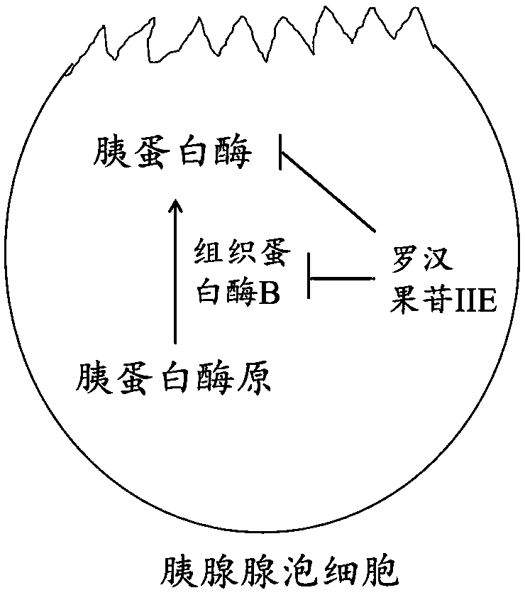 Application of mogroside IIE in preparing trypsin inhibitors