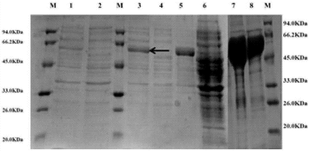 Eimeria tenella calcium-dependent protein kinases 4 gene, and applications thereof