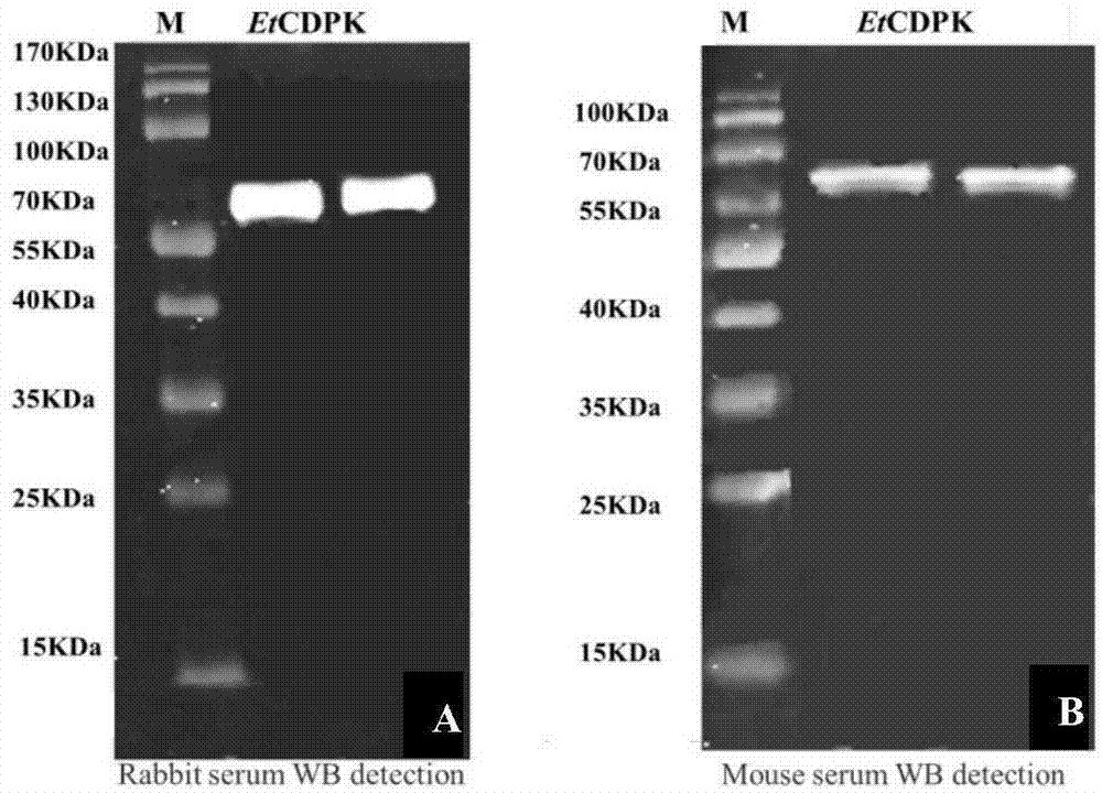 Eimeria tenella calcium-dependent protein kinases 4 gene, and applications thereof