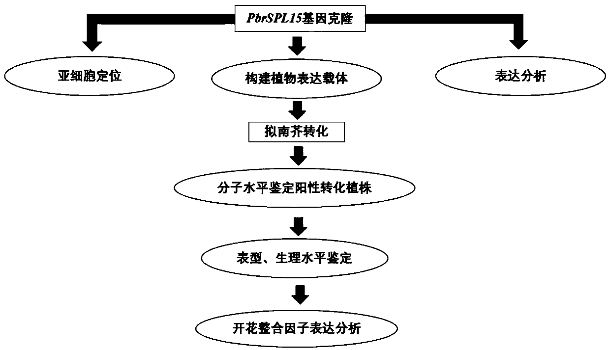 Pear flowering regulation transcription factor PbrSPL15 and application thereof