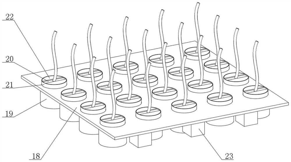 Walnut seedling transplanting device and method