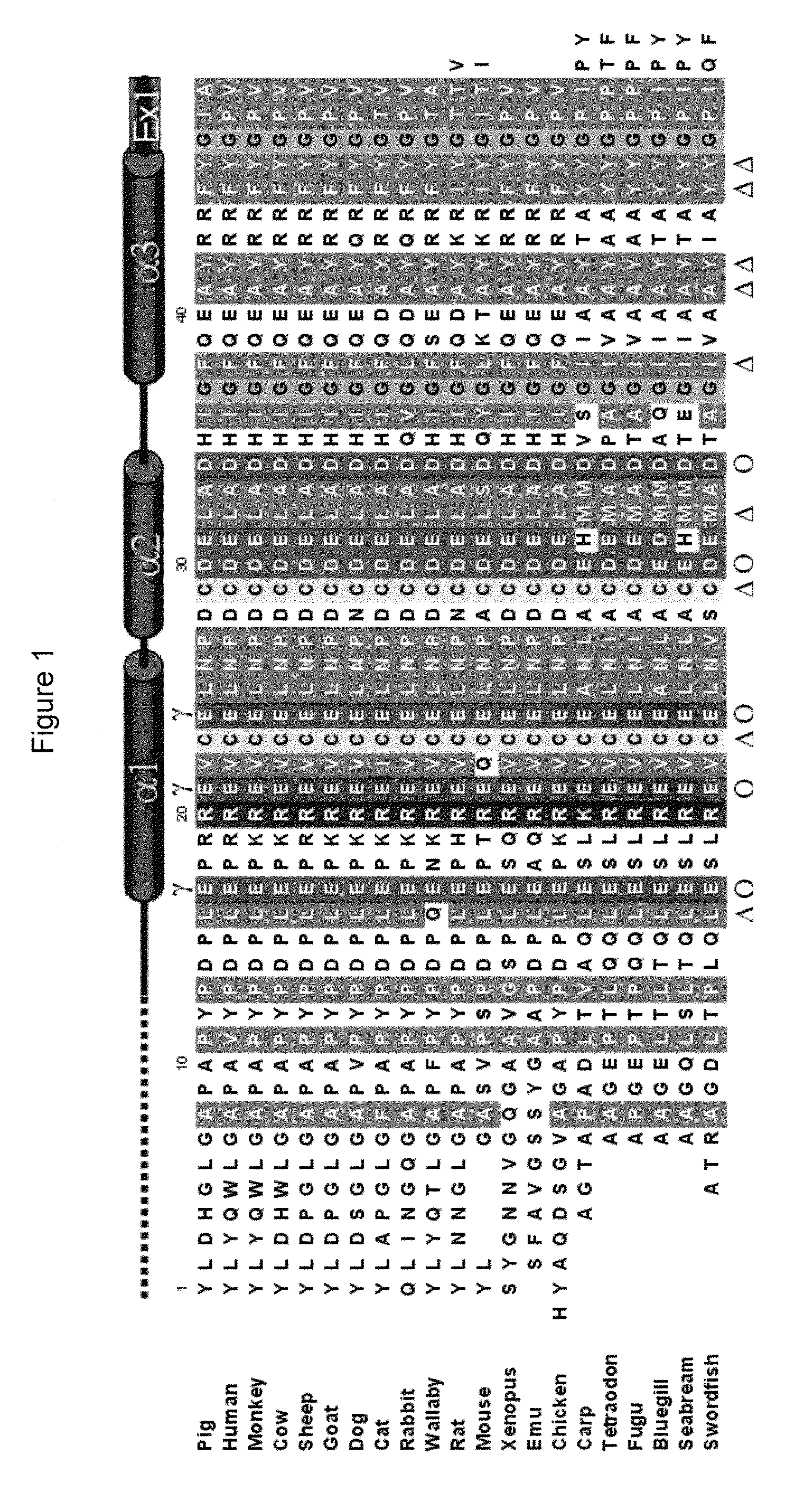 Method of rational-based drug design using osteocalcin