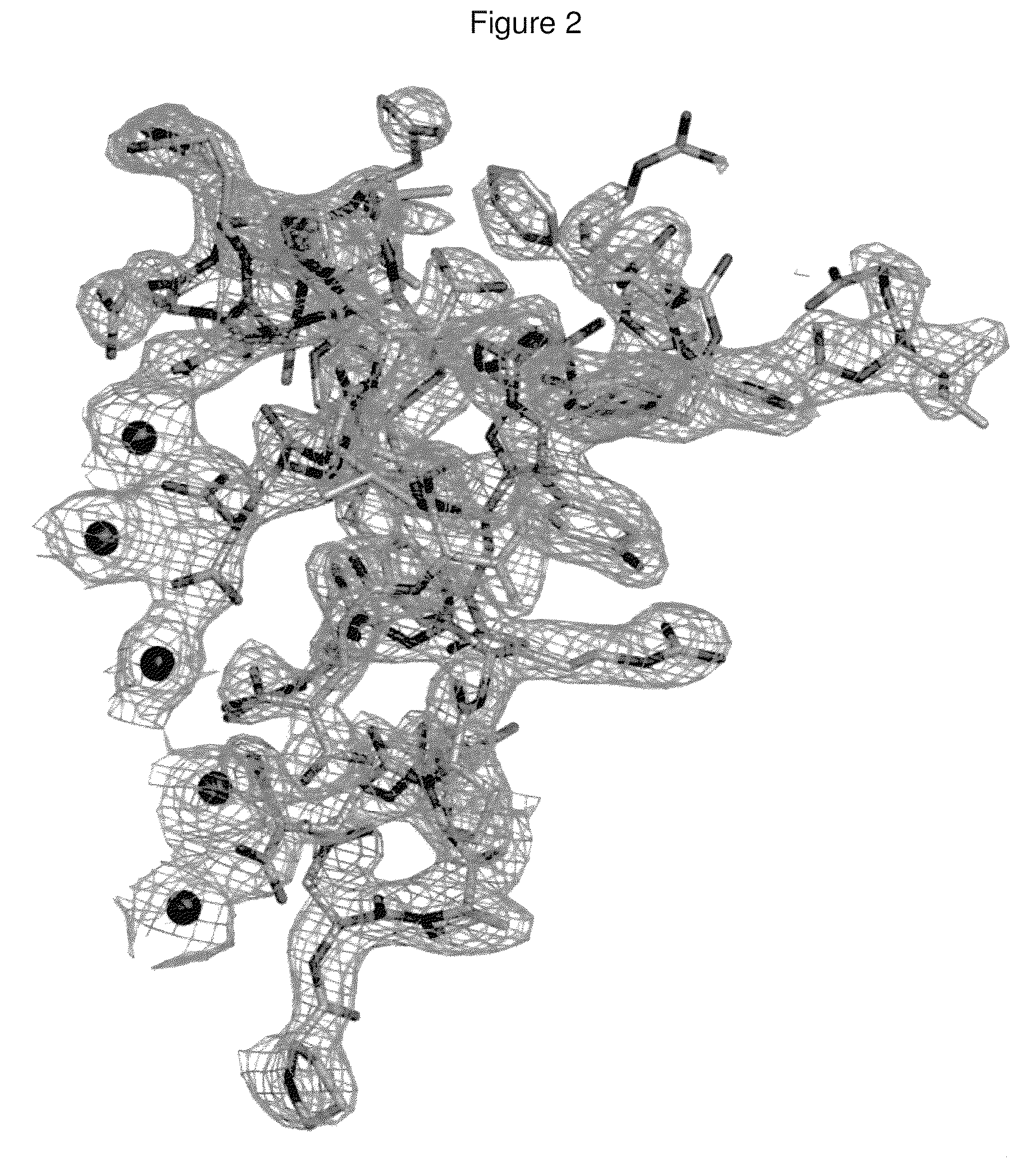 Method of rational-based drug design using osteocalcin