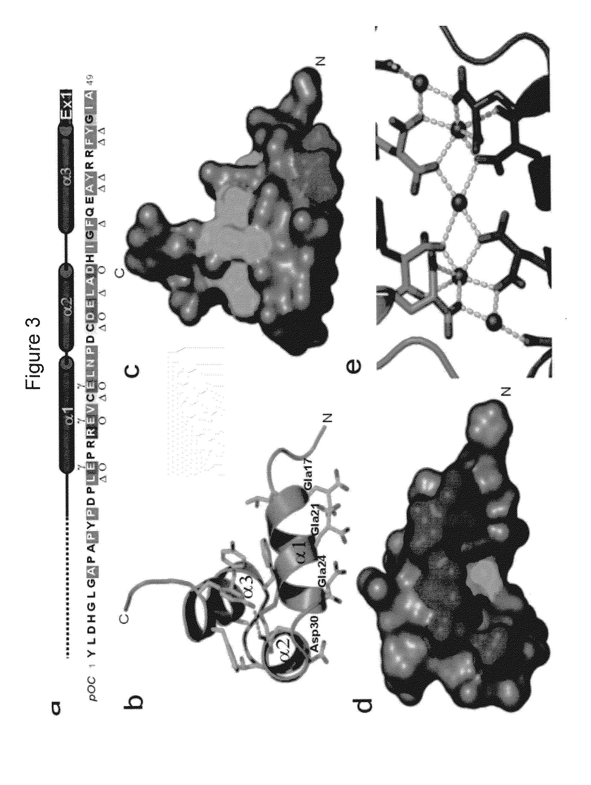 Method of rational-based drug design using osteocalcin