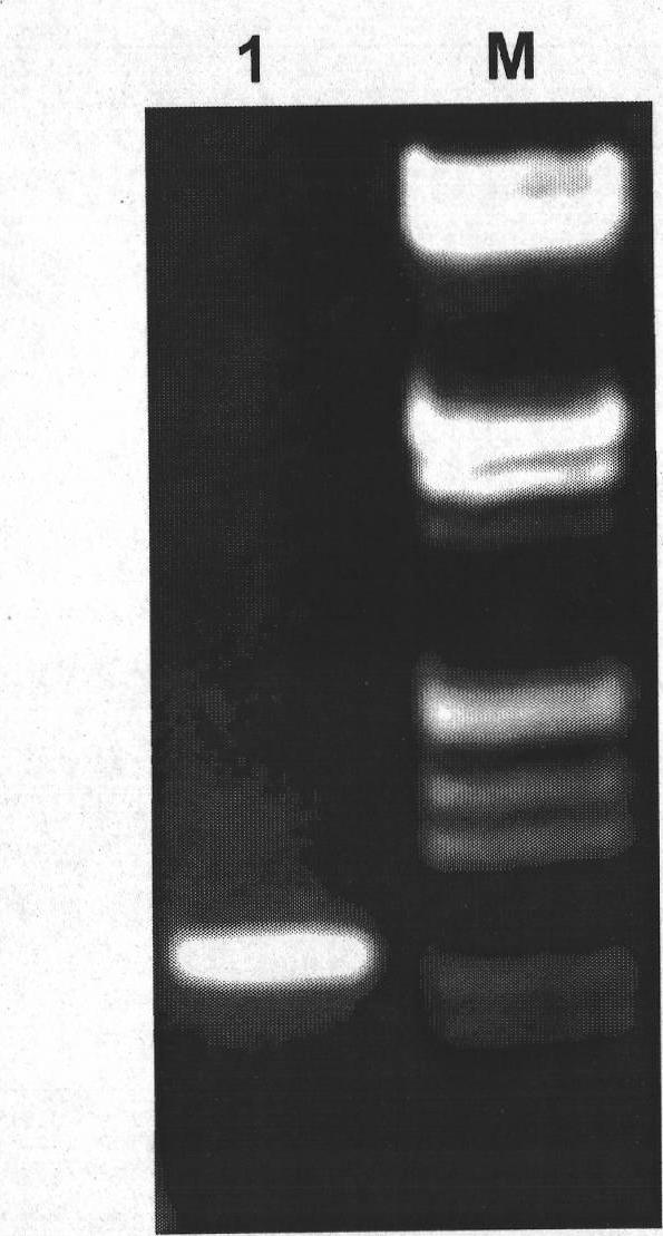 Swertia bimaculata ceraniol-10 hydroxylase gene SmG10H and uses thereof