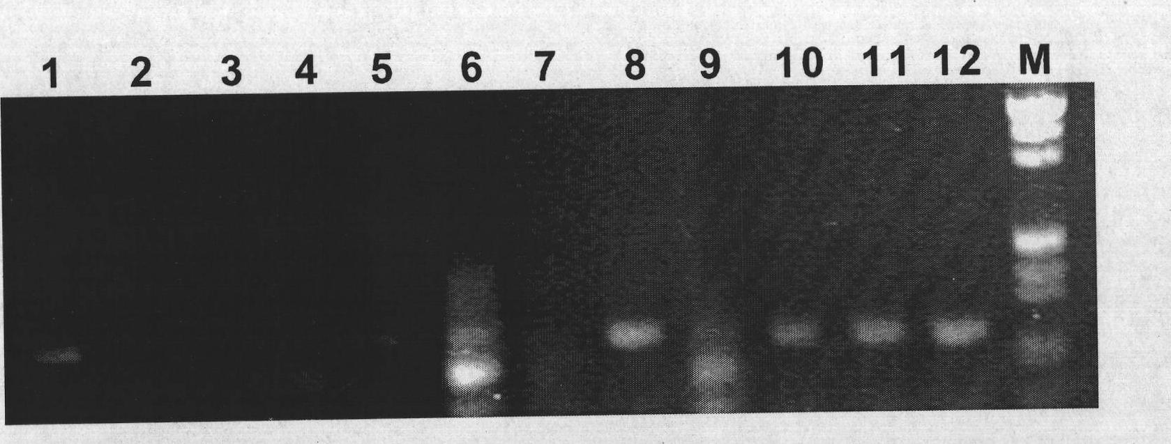 Swertia bimaculata ceraniol-10 hydroxylase gene SmG10H and uses thereof