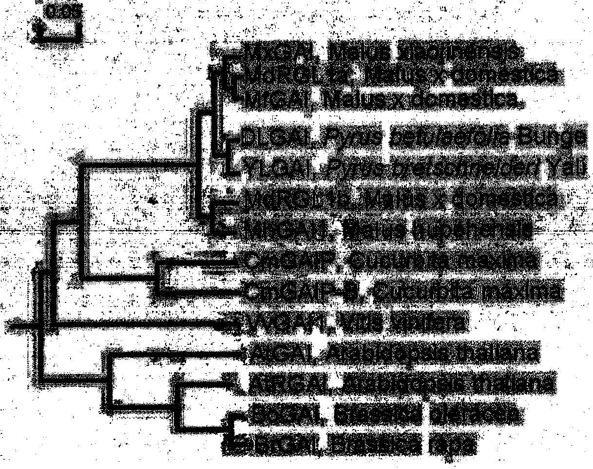 Molecular identification method based on transfer of GAI mRNA molecules between pear rootstock and scion