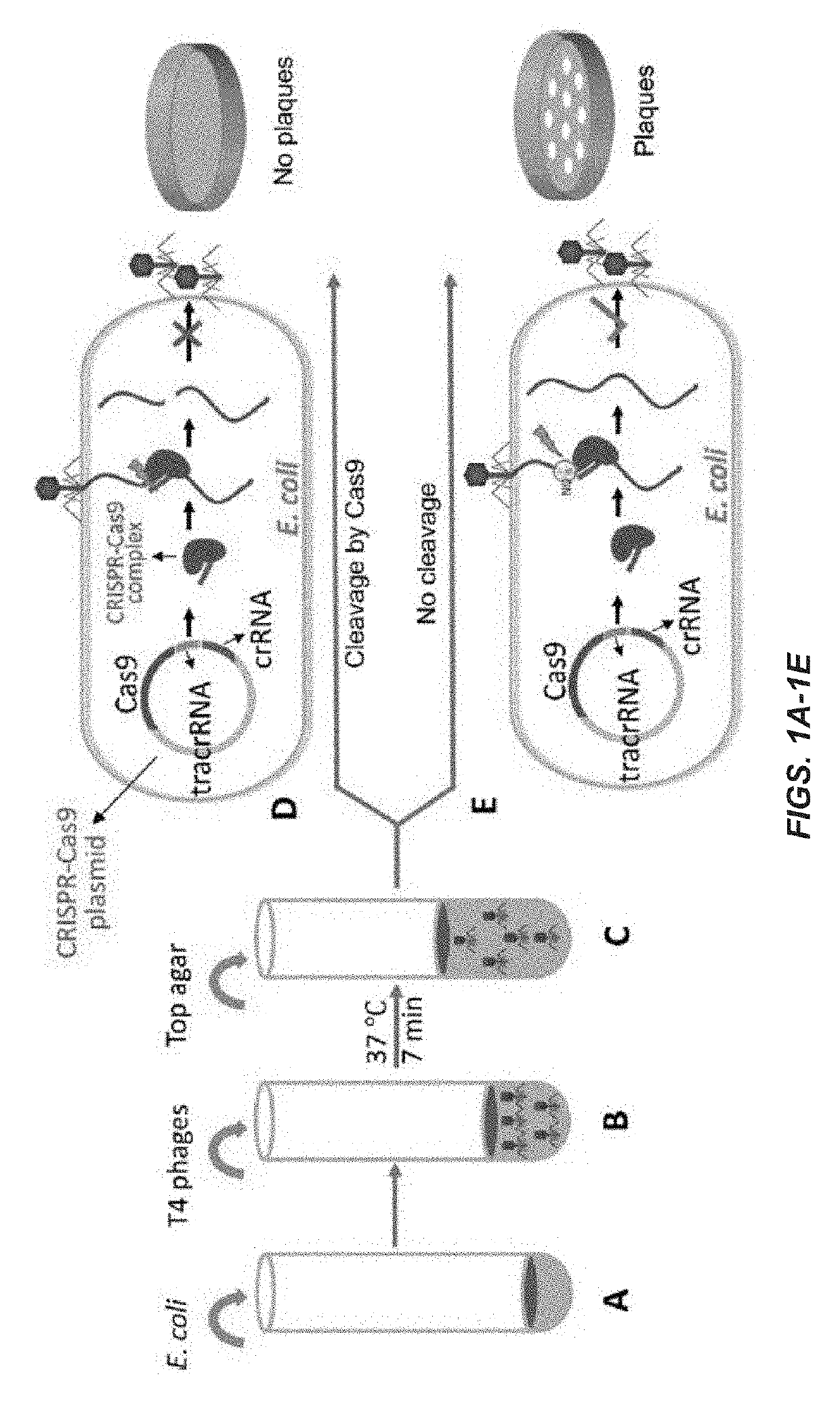 Engineering of bacteriophages by genome editing using the crispr-cas9 system