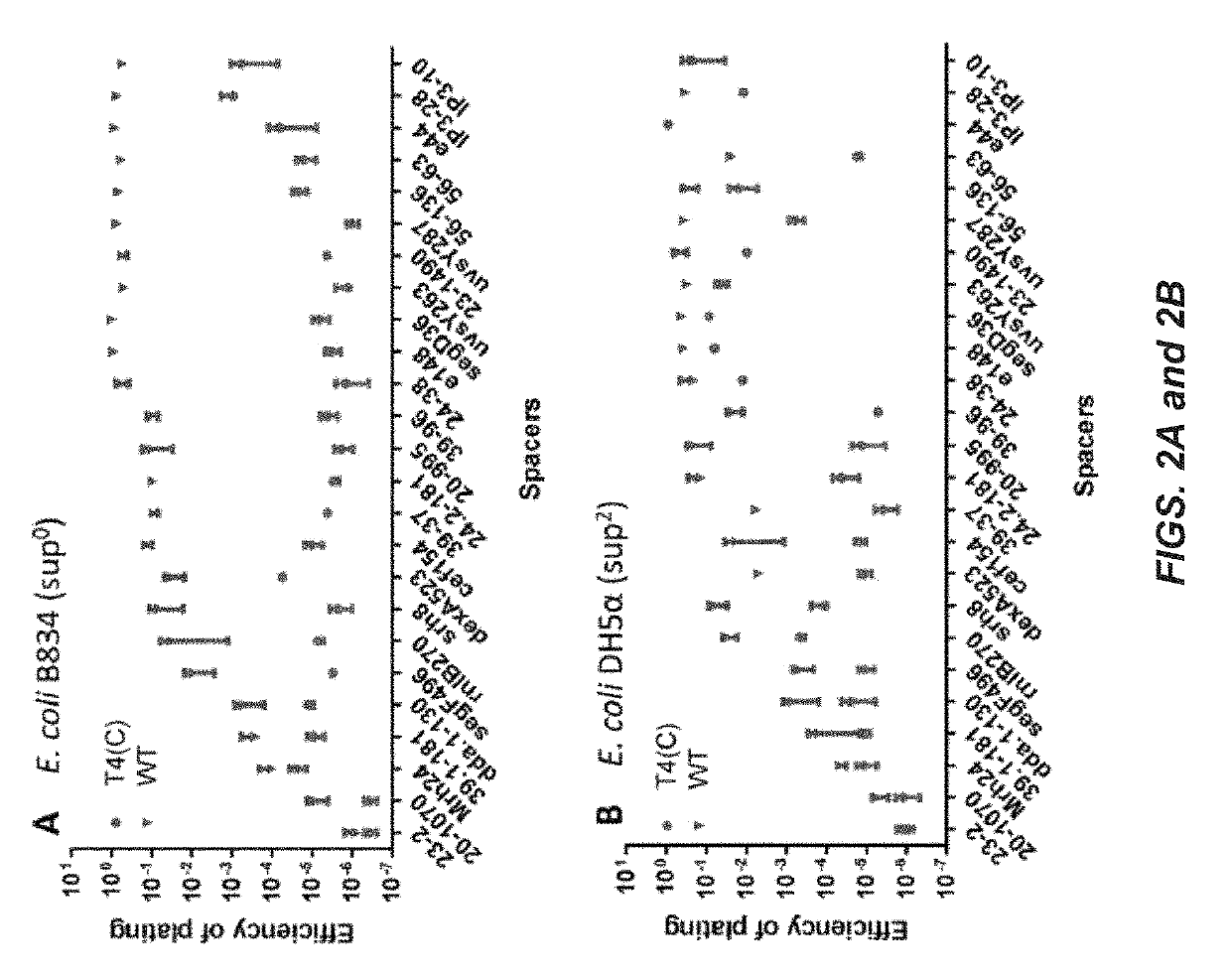 Engineering of bacteriophages by genome editing using the crispr-cas9 system