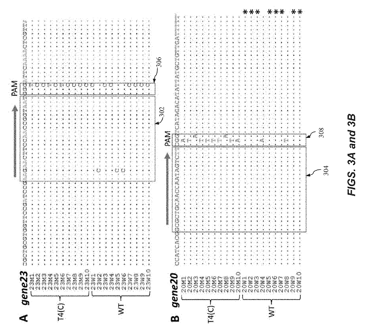 Engineering of bacteriophages by genome editing using the crispr-cas9 system