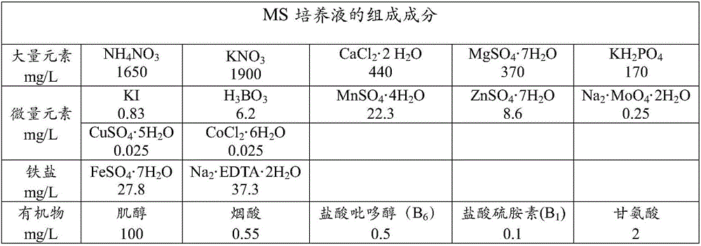 Kit and method for promoting in-vitro proliferation of radix campanumoeae