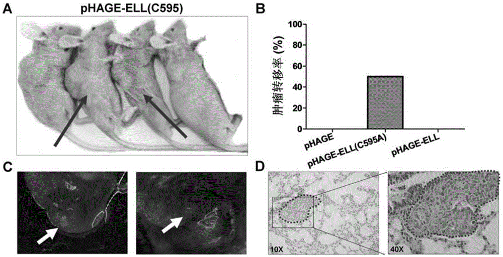 Application of ELL(C595A) mutant in promotion of tumor metastasis