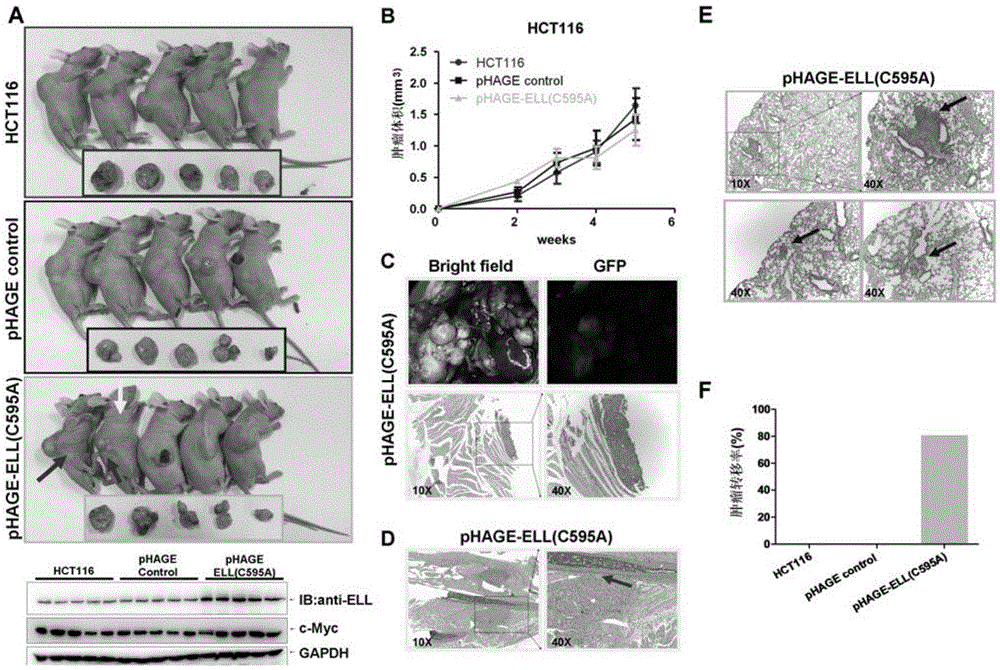 Application of ELL(C595A) mutant in promotion of tumor metastasis