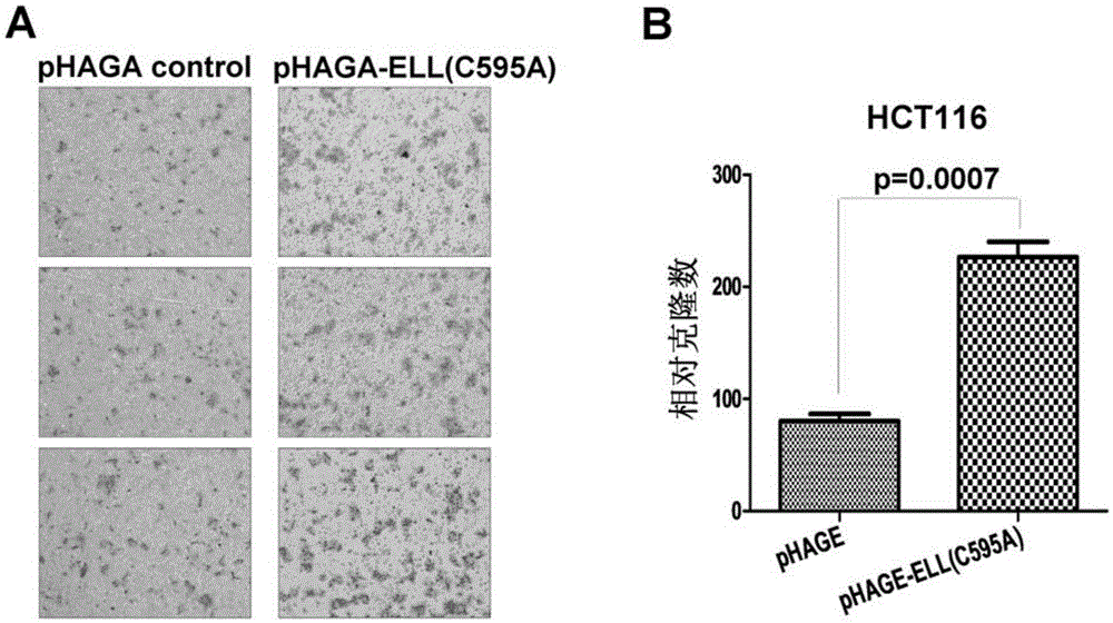 Application of ELL(C595A) mutant in promotion of tumor metastasis