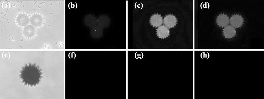 A kind of composite quantum dot coded microsphere based on natural spiny pollen and its preparation method